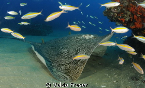 An unusual pose for a honeycomb stingray. by Valda Fraser 